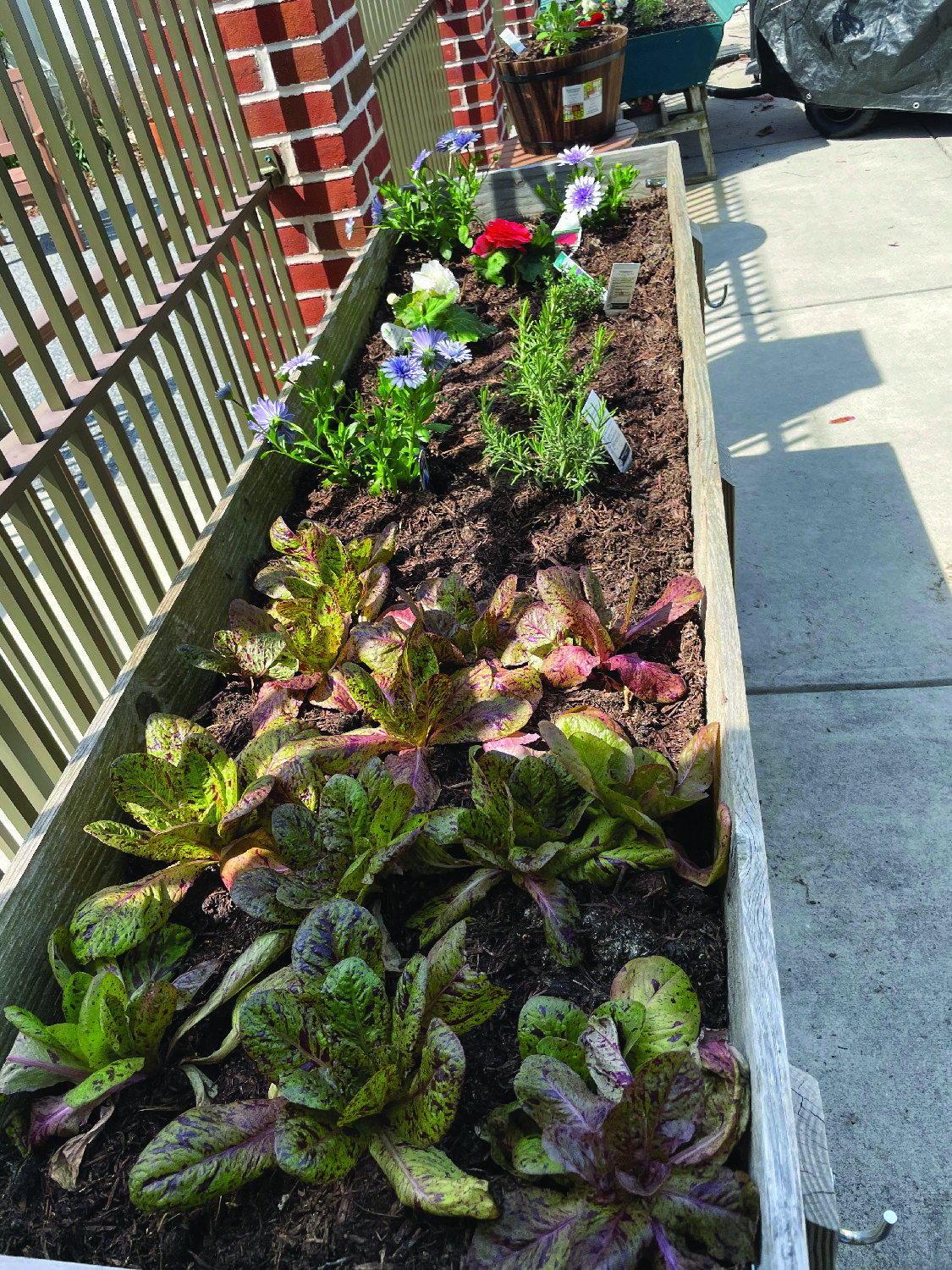 raised garden bed with lettuce